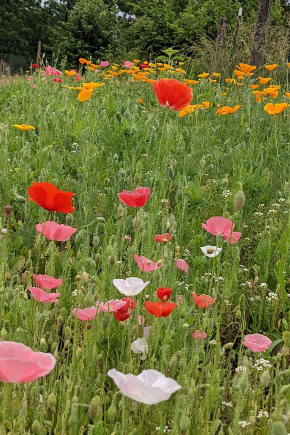 colorful poppies in my wildflower meadow