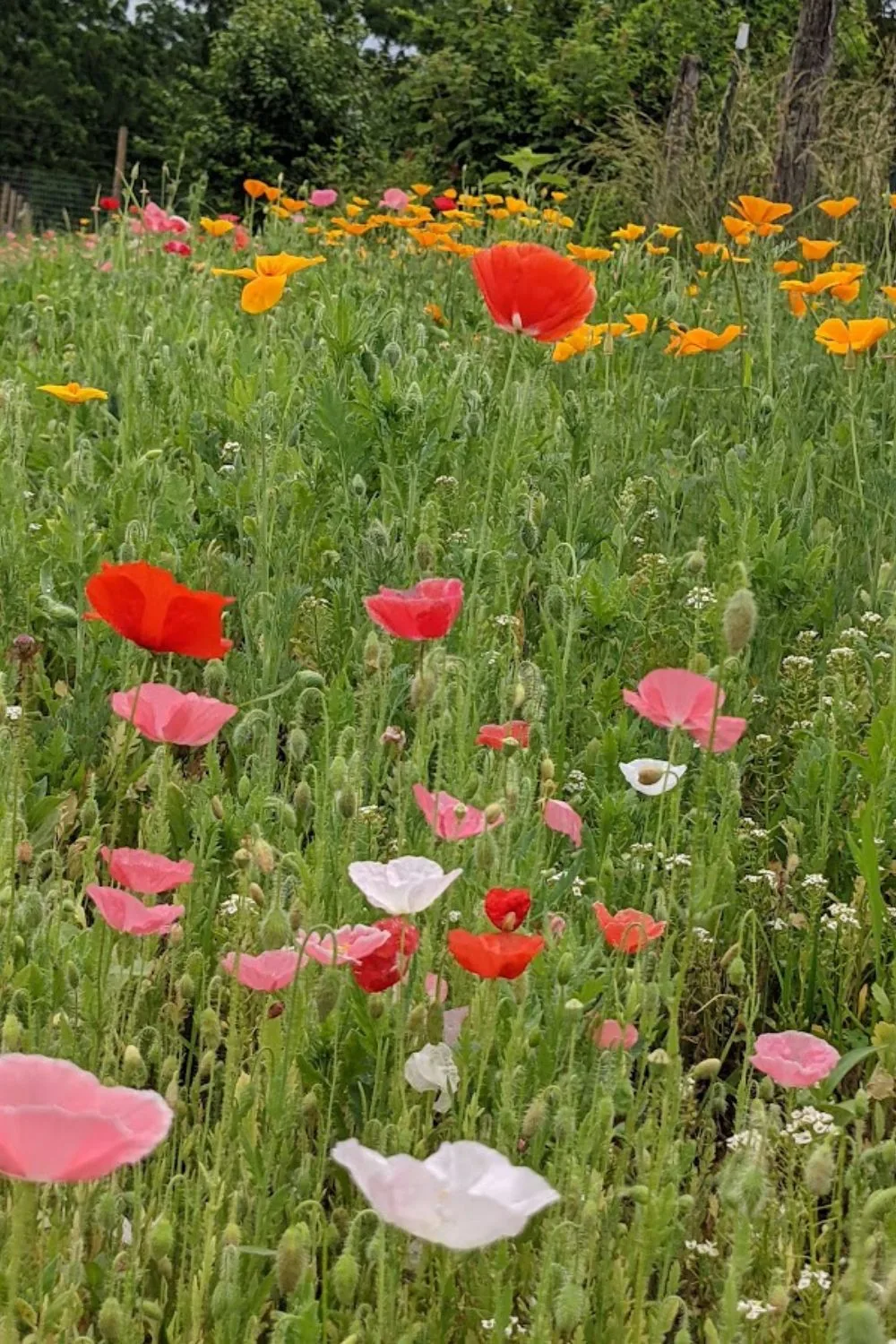 colorful poppies in my wildflower meadow