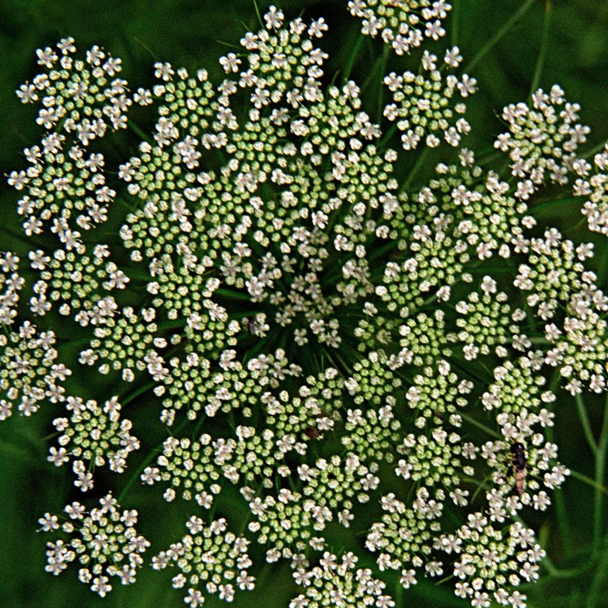 cowbane flowers