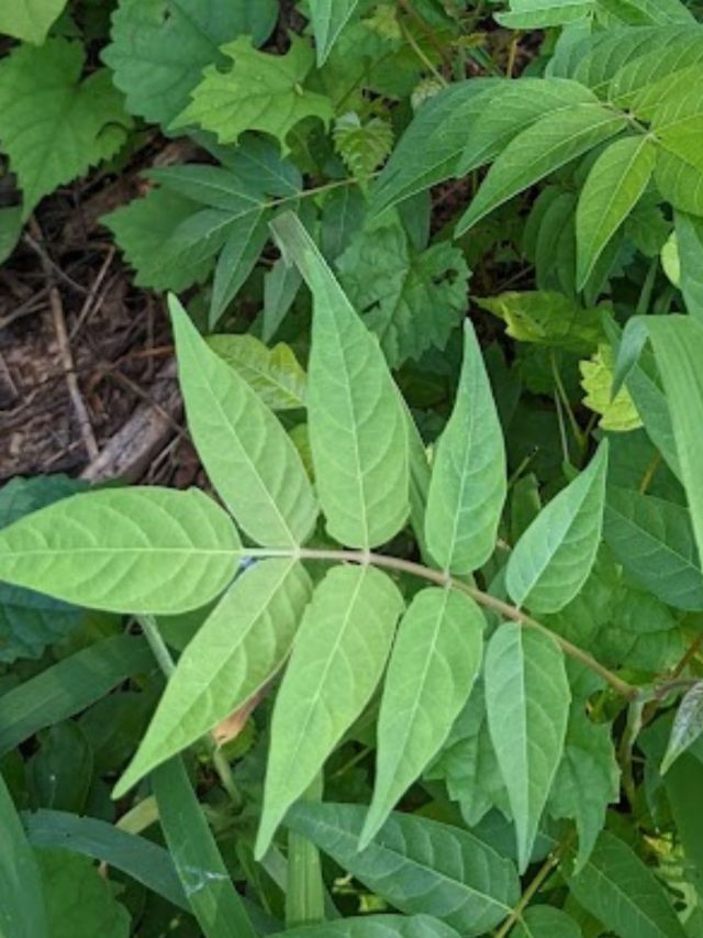 The Easiest Way To Kill Tree Of Heaven