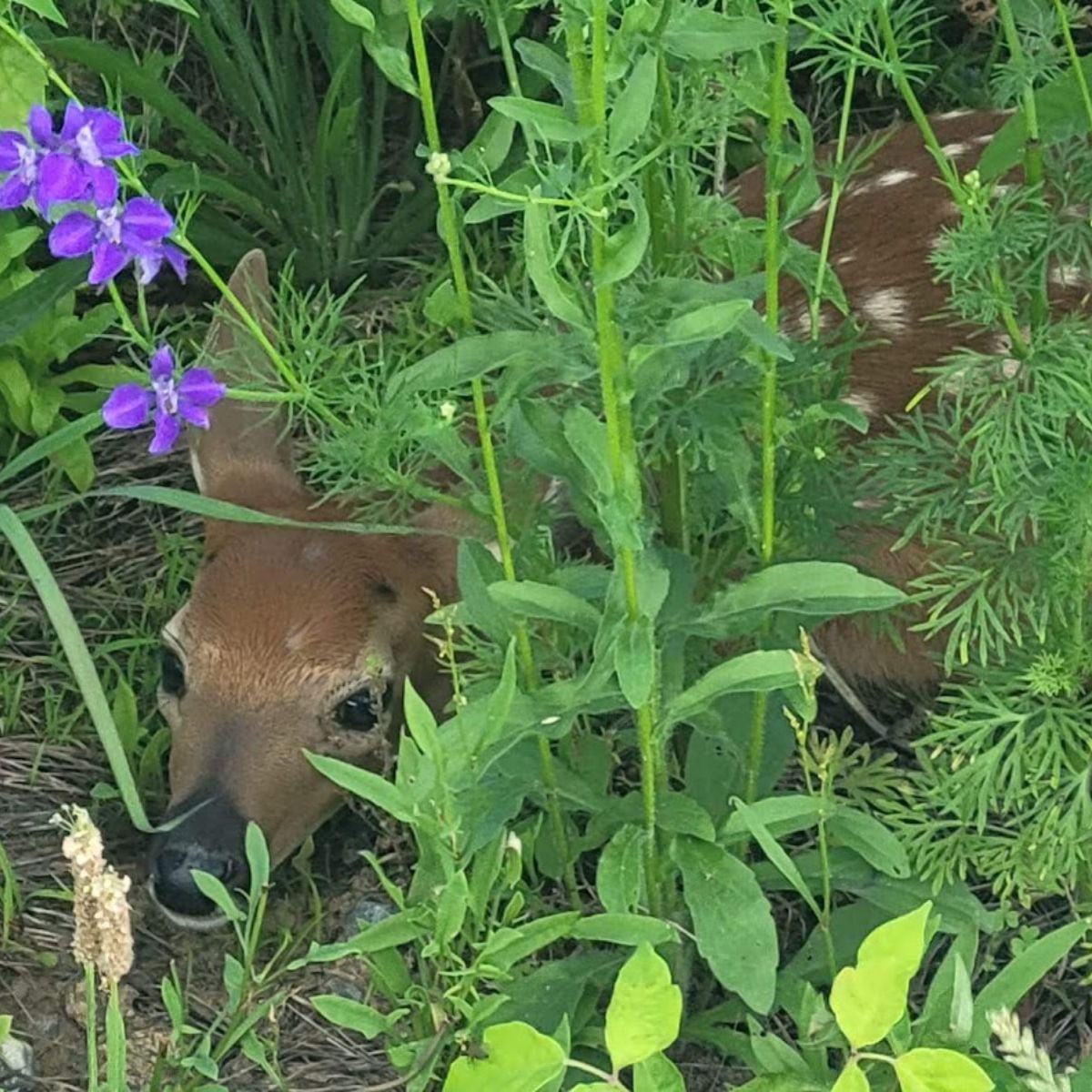 baby deer hiding in the flower meadow