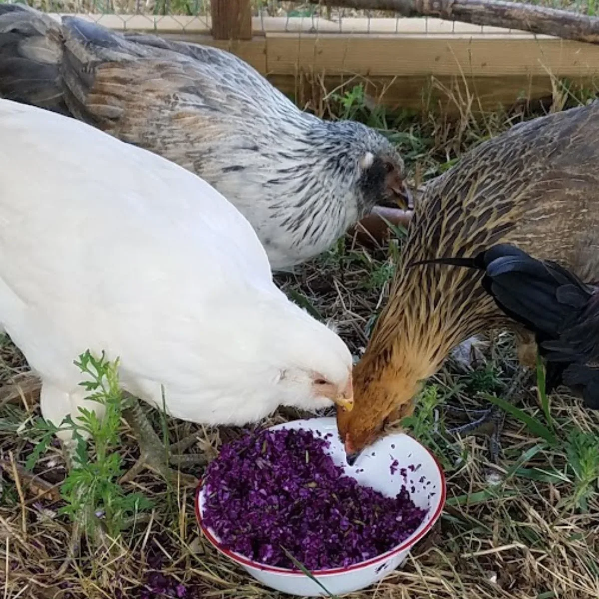 easter egger chickiens eating shredded red cabbage