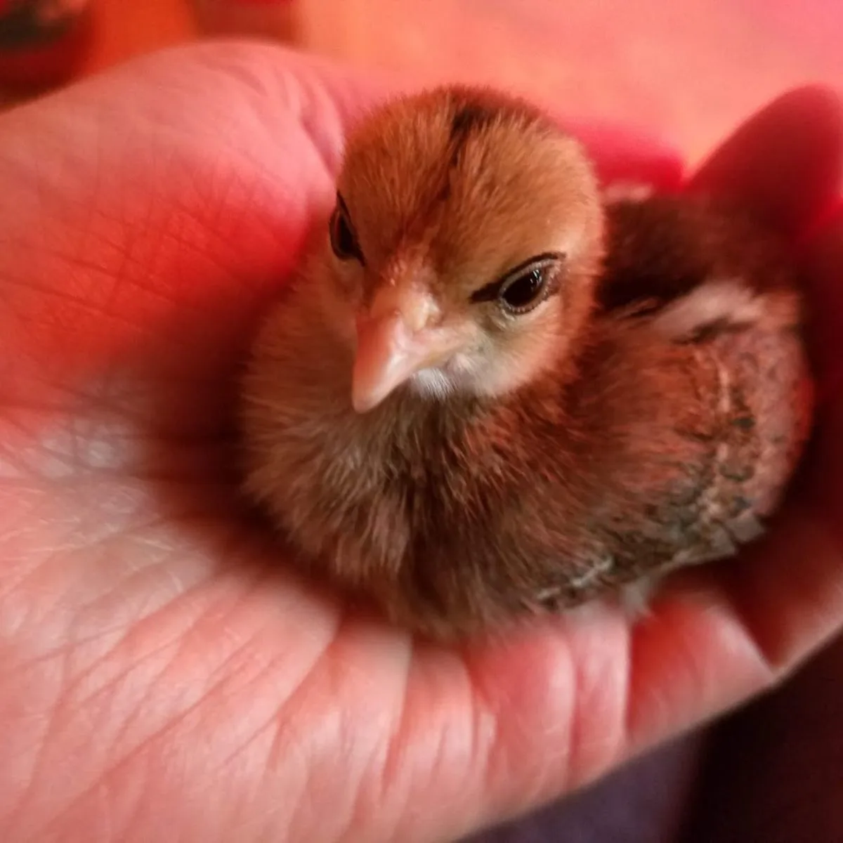 tiny old English Bantam chicken in my palm