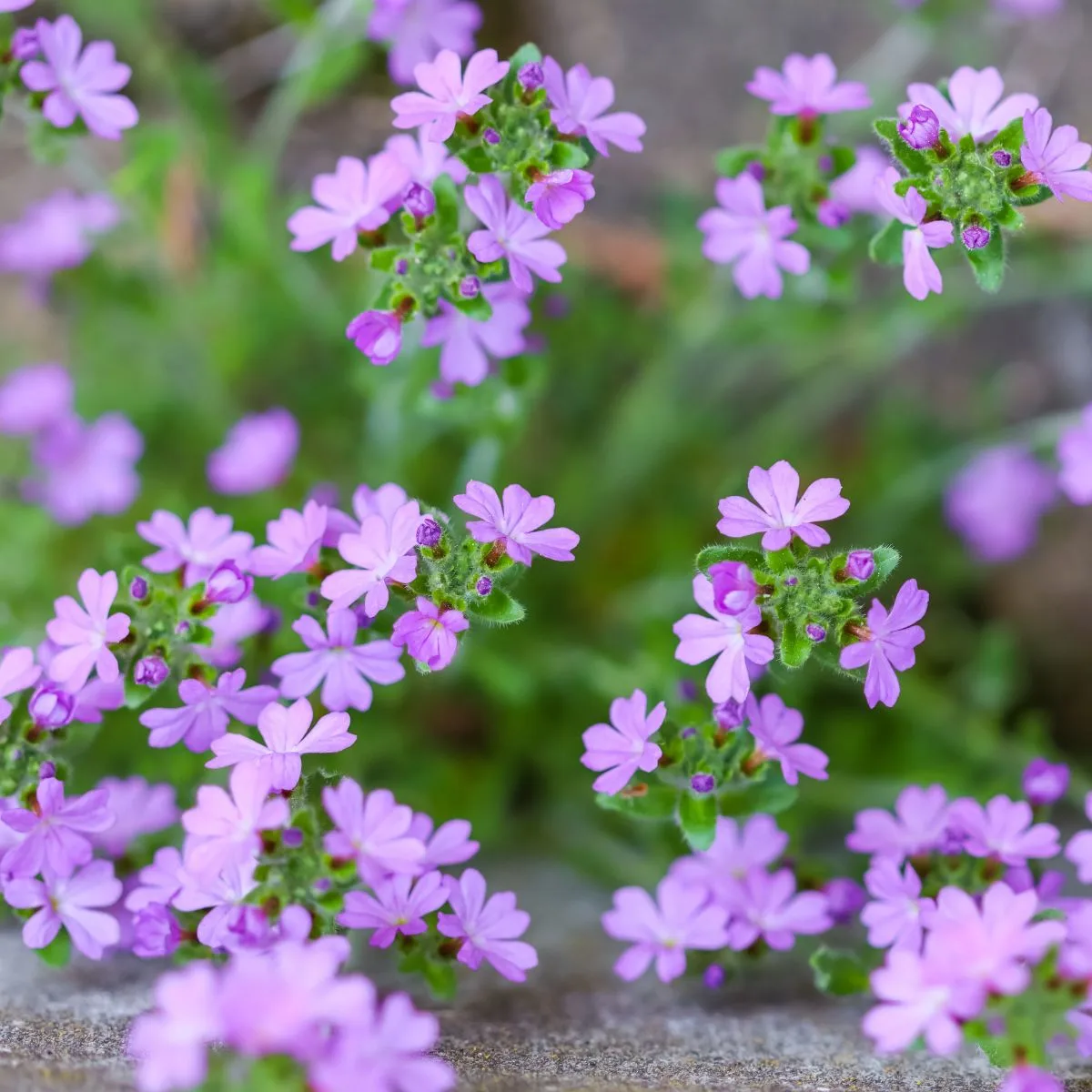 fairy foxglove flowers