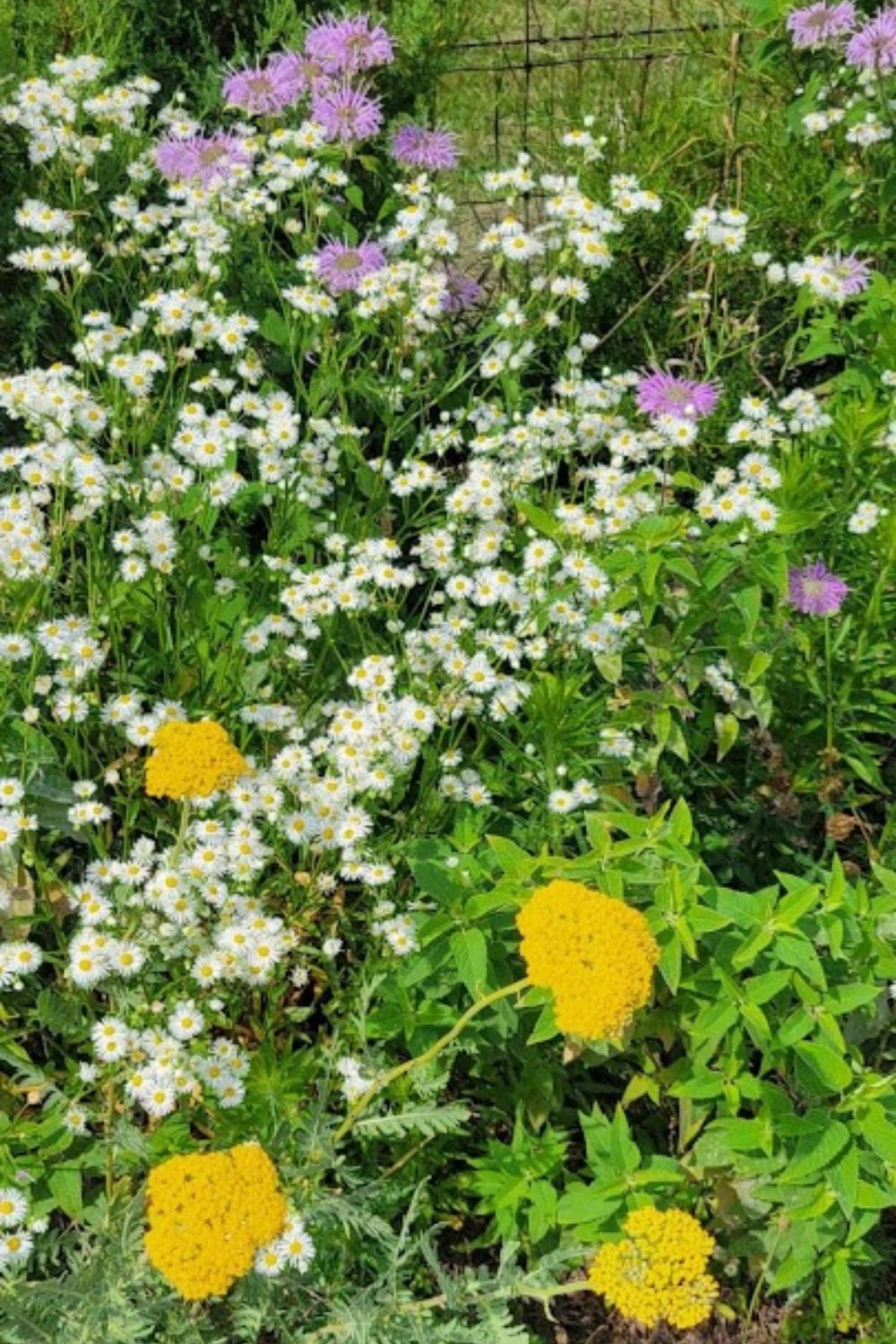 fleabane daisies, fern leaf yarrow and purple monarda