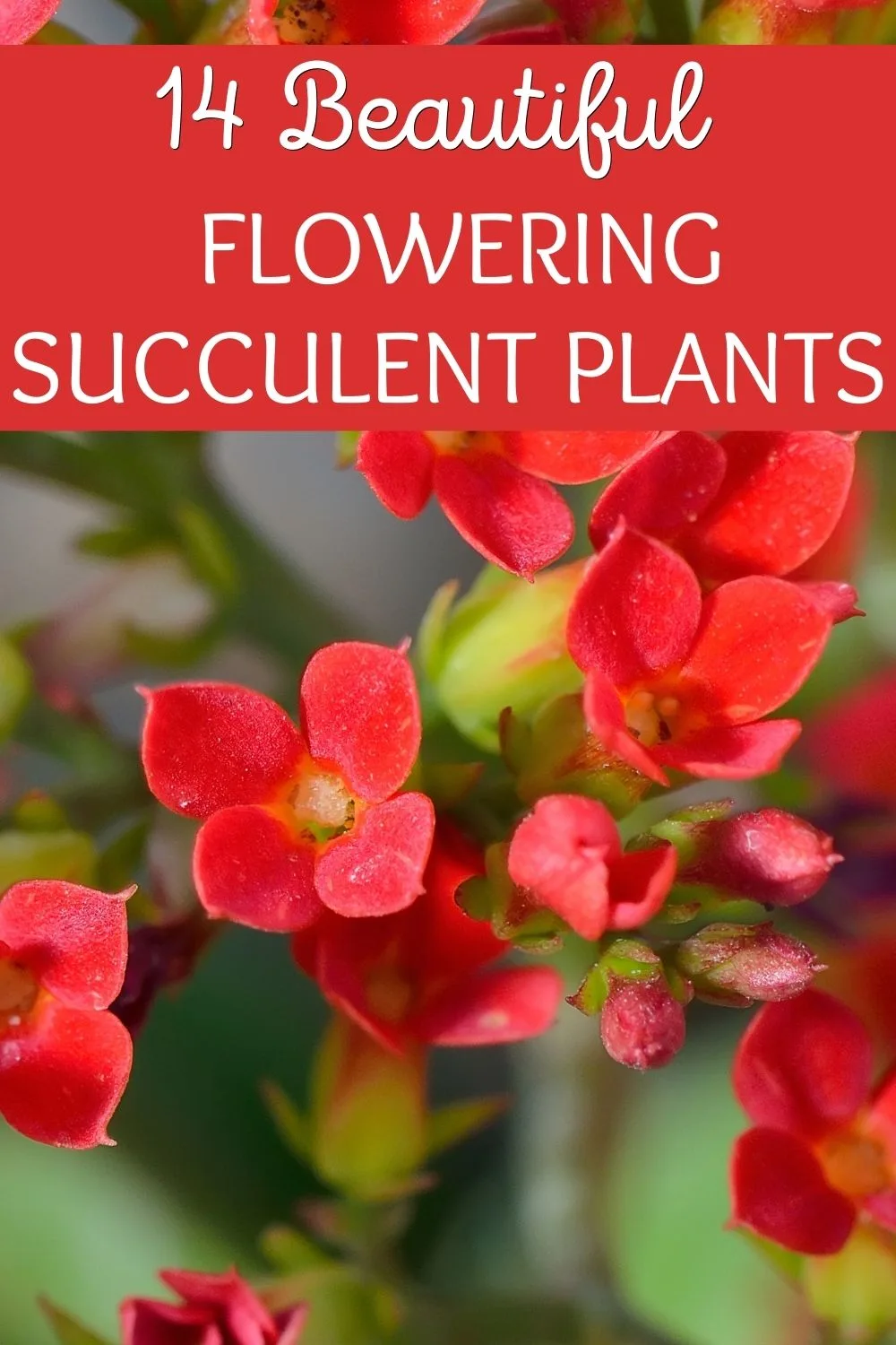 14 beautiful flowering succulent plants