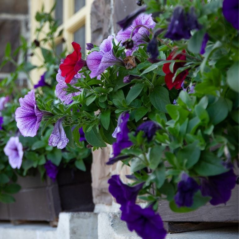 petunia flowers hanging over a window