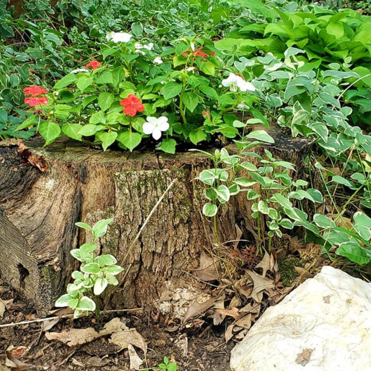 red and white impatiens on top of a tree stump