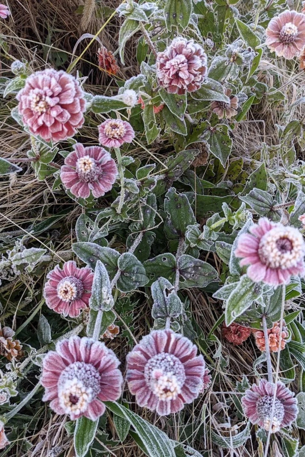 frosted zinnia flowers