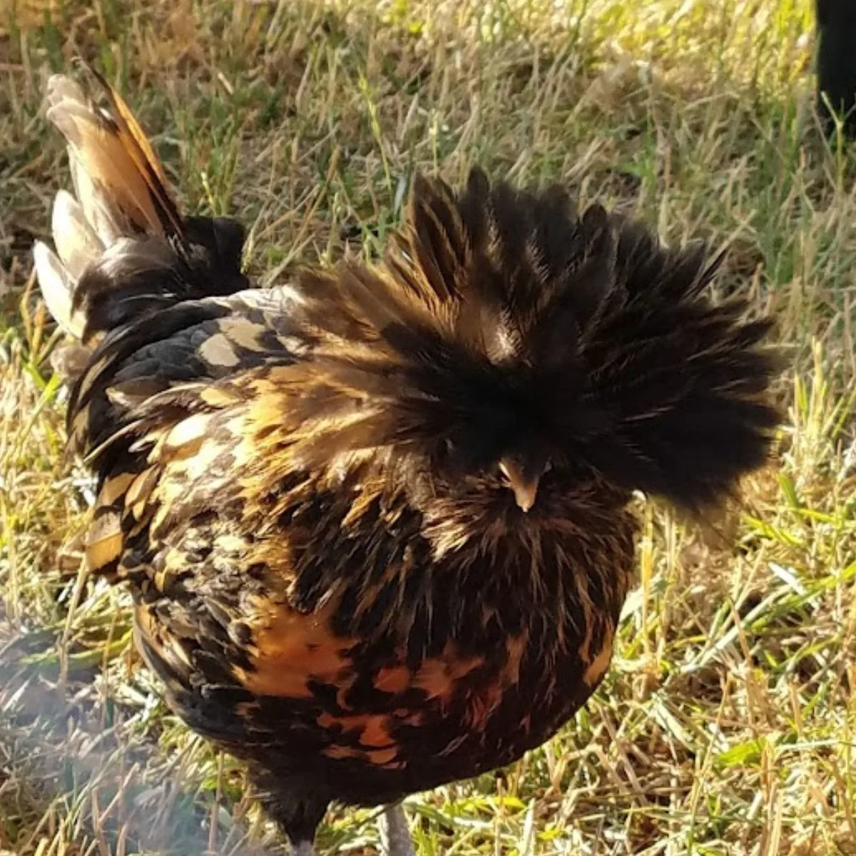 Our beautiful (always frazzled) golden laced Polish chicken
