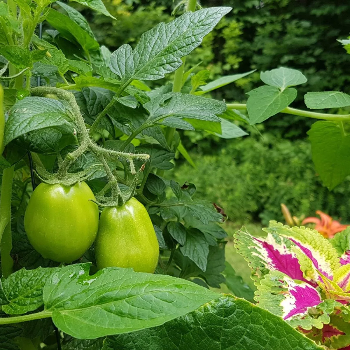 green tomatoes