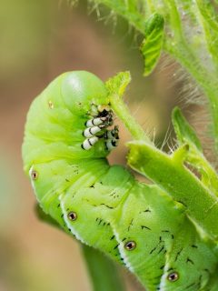 closeup of a hornworm chewing a tomato leaf