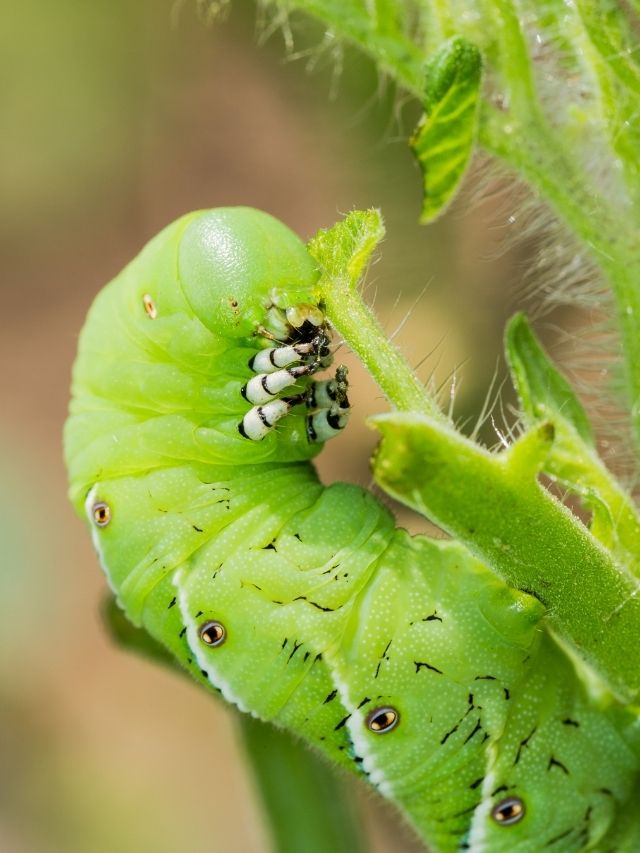 How To Find Tomato Hornworms