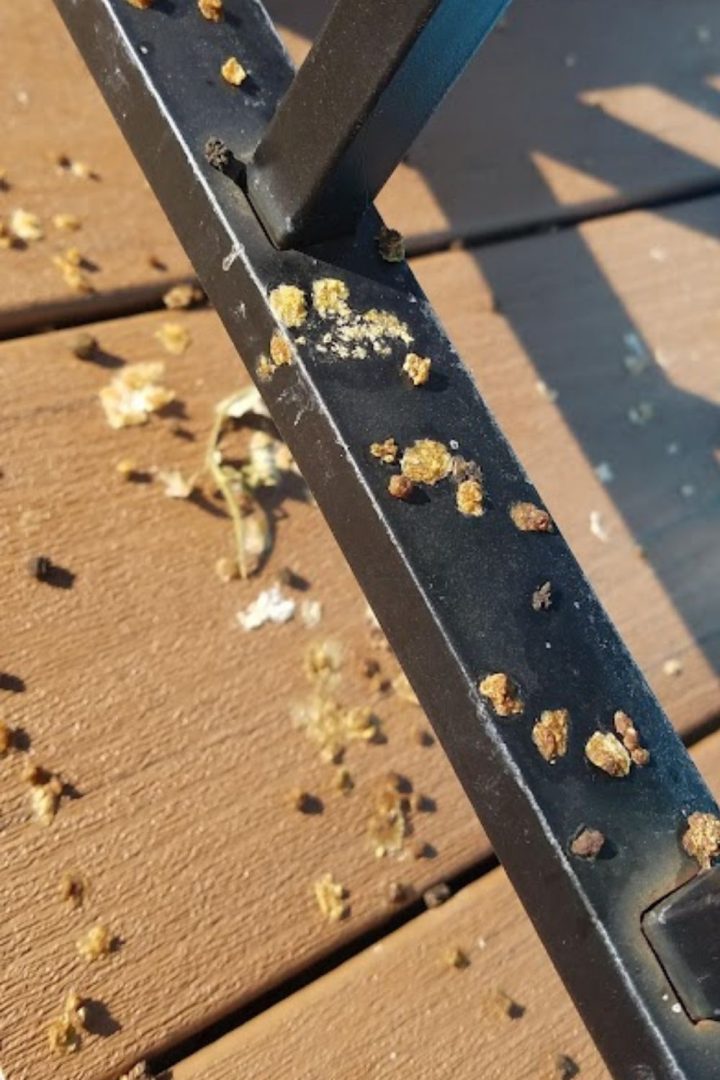 How To Save A Dying Tomato Plant