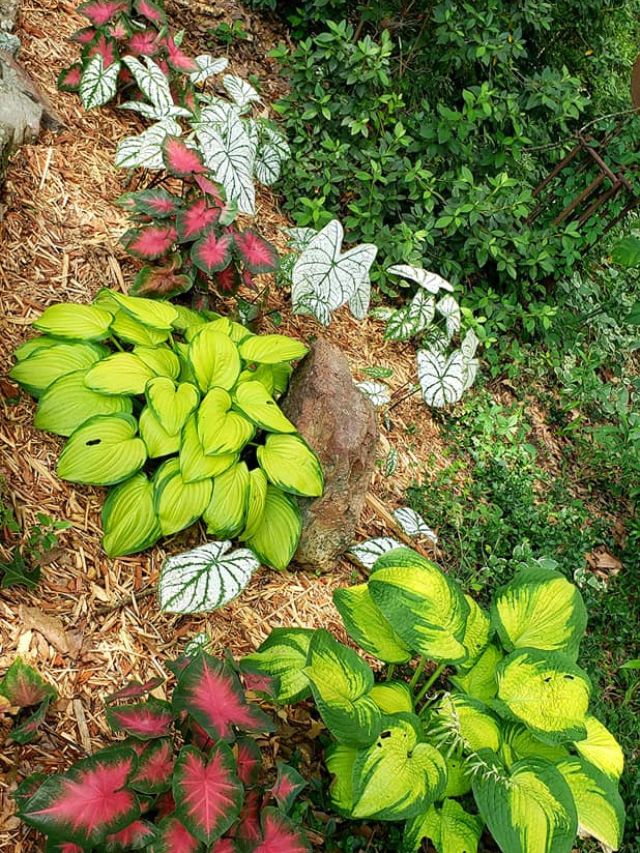 hosta and calladium in differnt colors