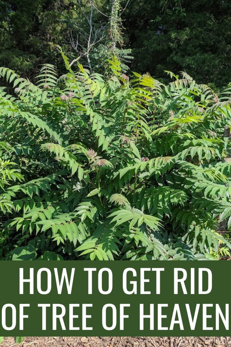 How To Get Rid Of Tree Of Heaven: 4 Effective Control Methods