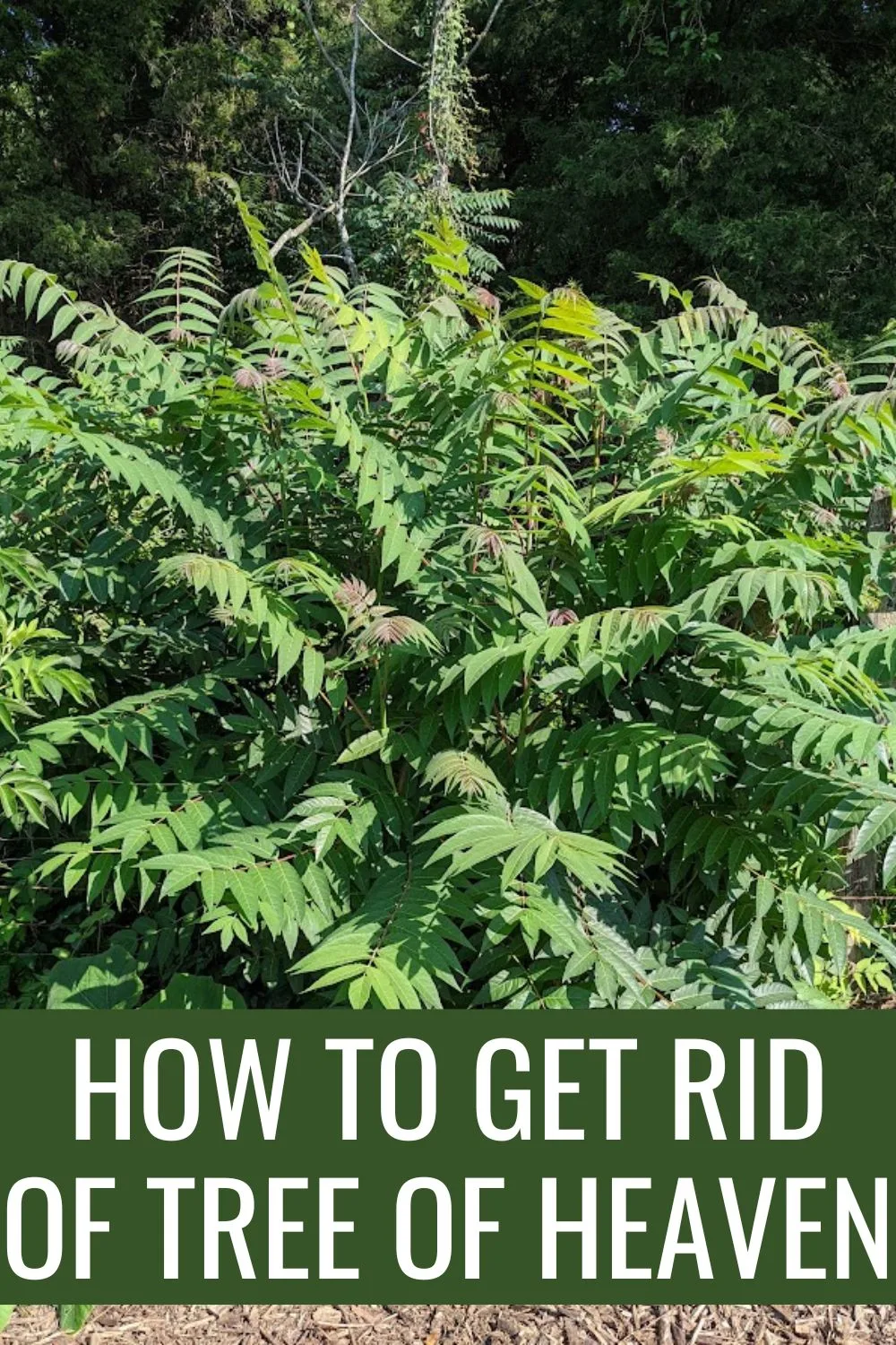 how to get rid of tree of heaven