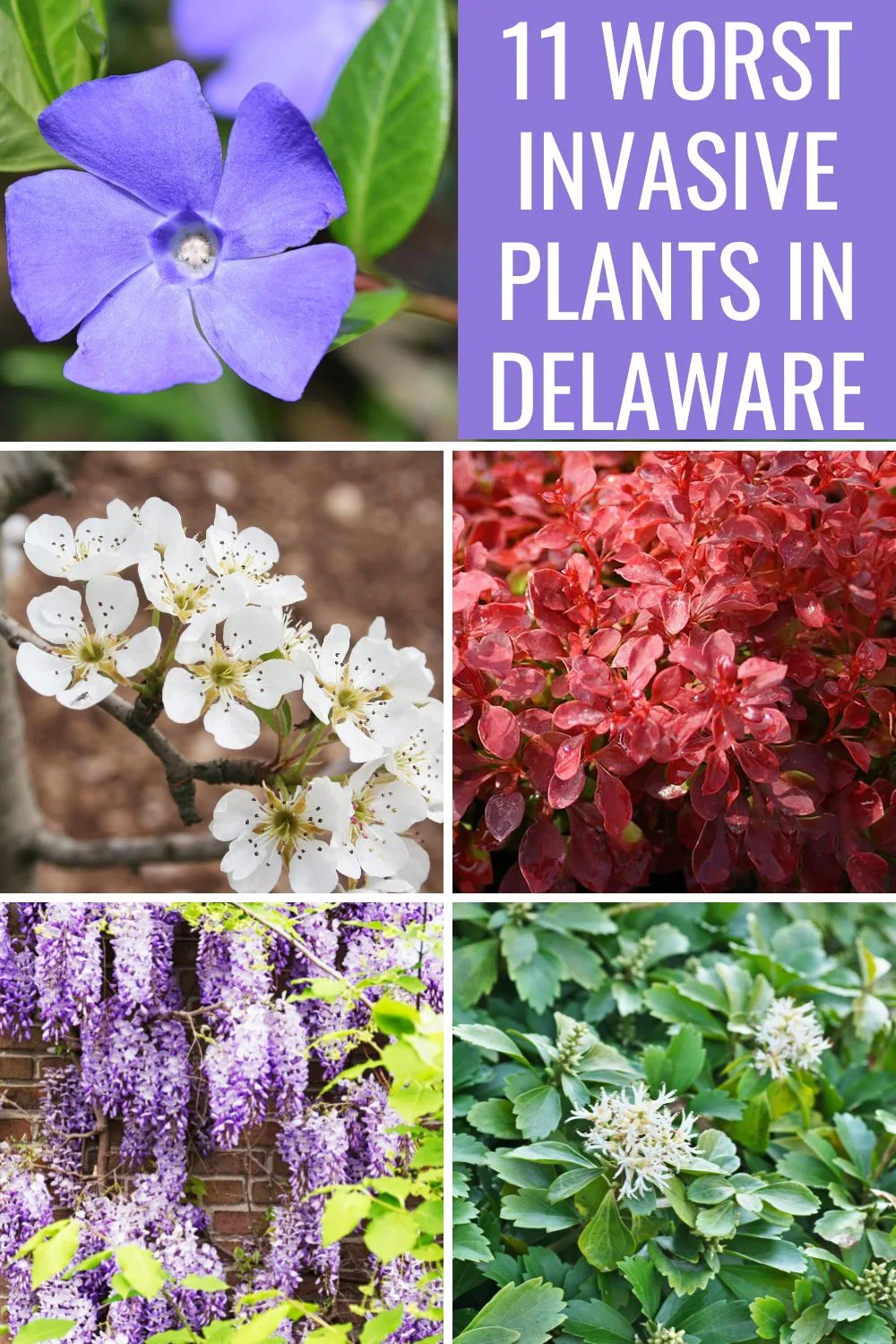 11 worst invasive plants in Delaware