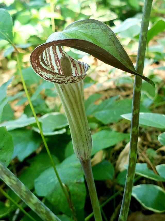 jack in the pulpit flower