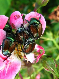 Japanese beetles piled on a pink rose