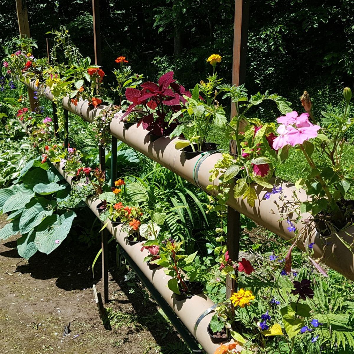 plants are already in the pipe garden