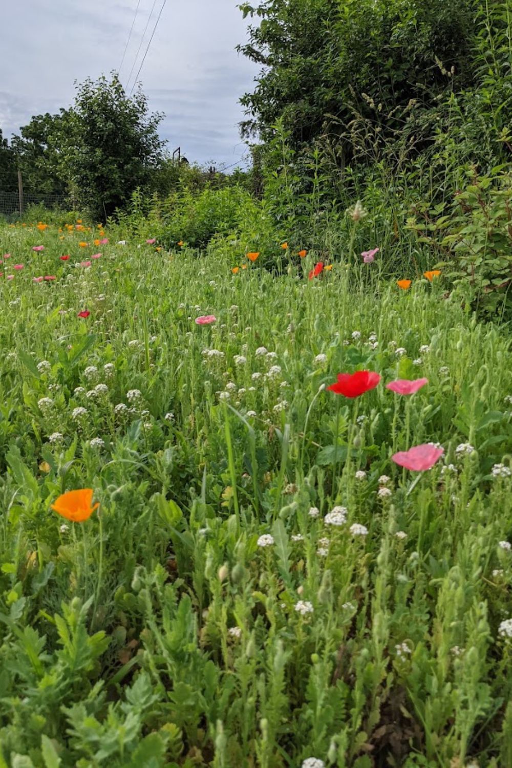 wildflower meadow in full of red and orange poppies