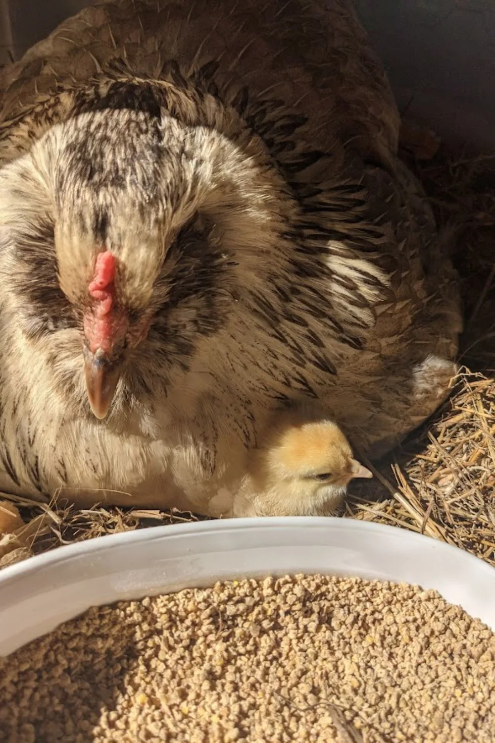 a mommy chicken and her first baby chick