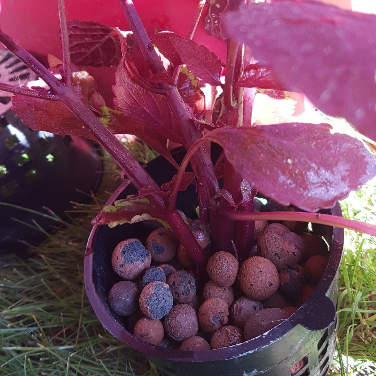 net pots with clay pellets
