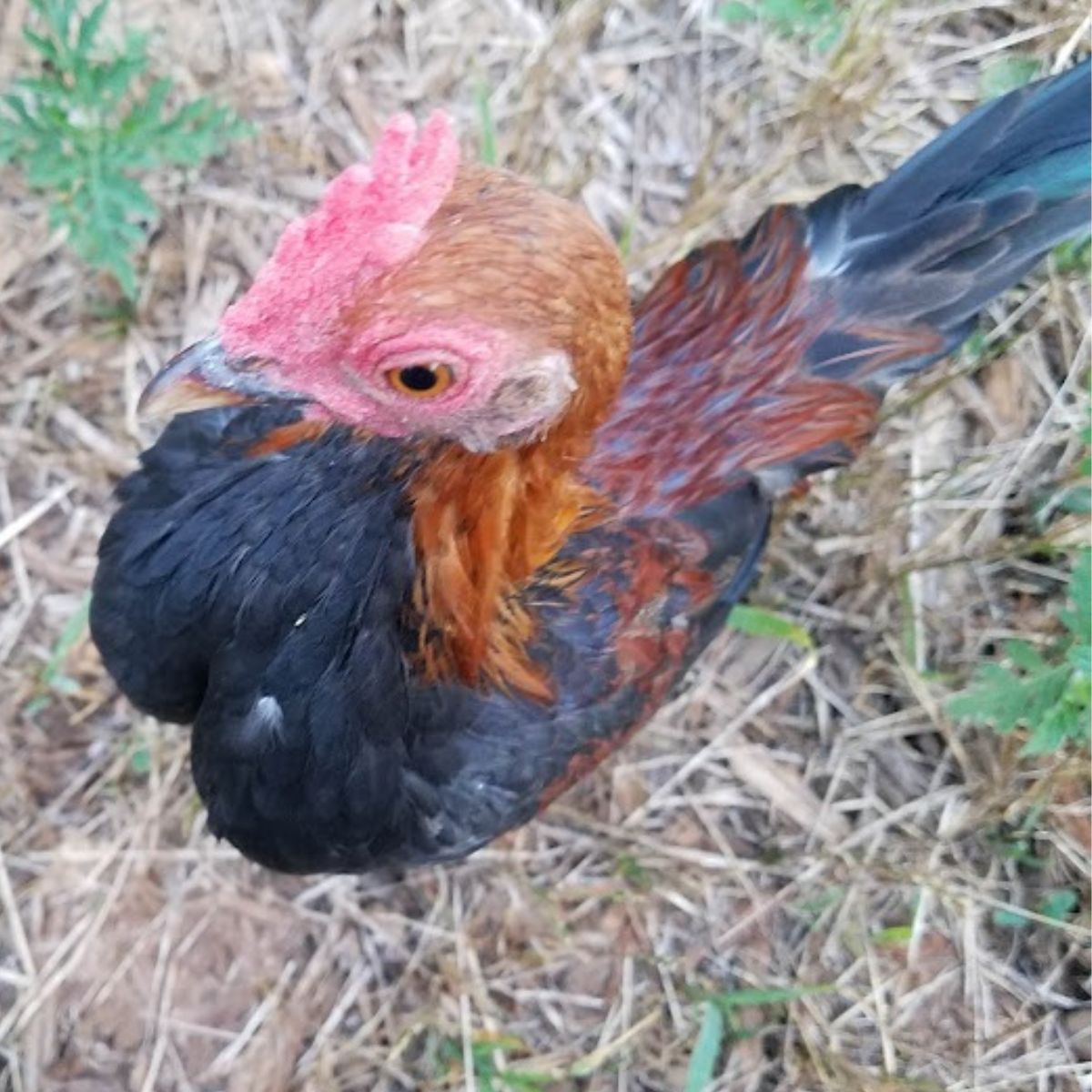 old English bantam rooster