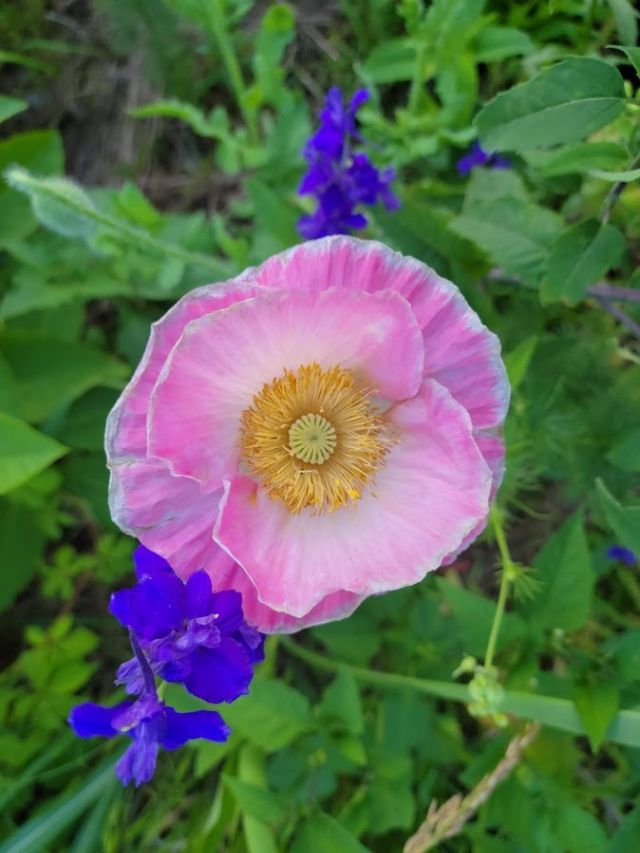 Wildflower Meadow Pictures