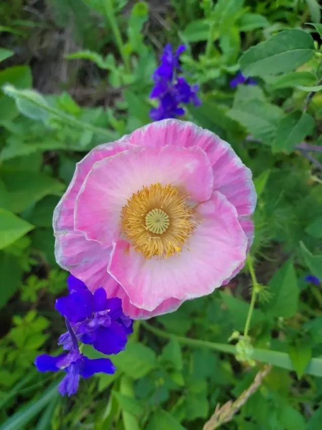 pink poppy and a blue flower