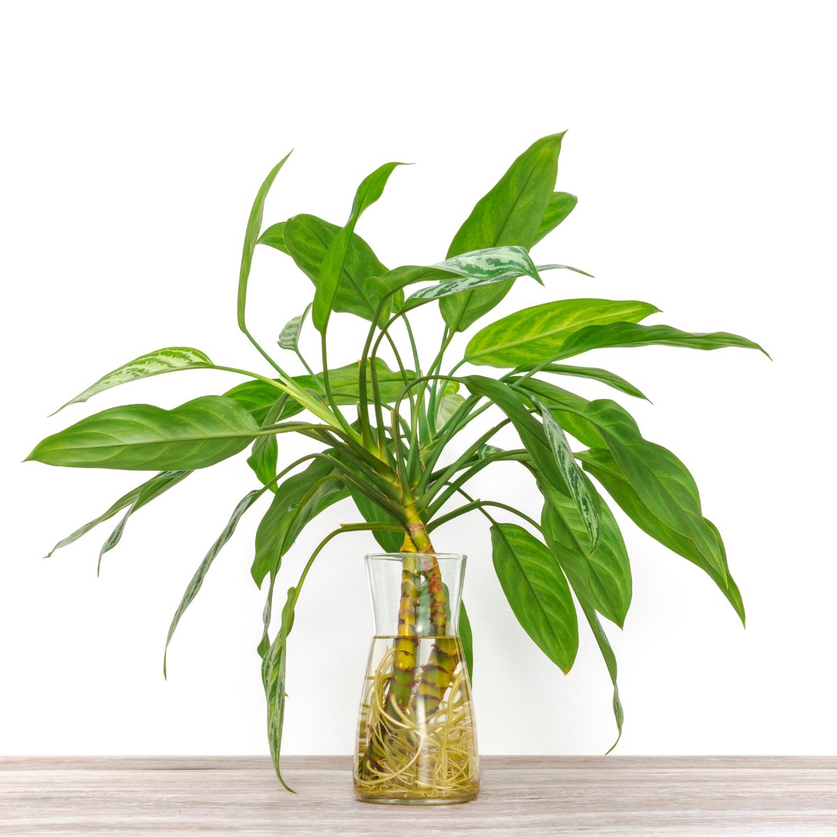 plant rooting in water