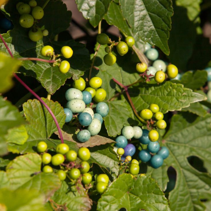 11 Worst Invasive Plants In Delaware (And 22 Natives To Plant Instead)