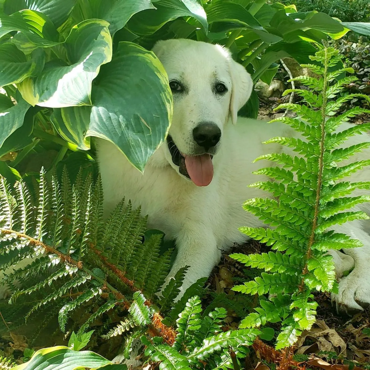 puppy hiding in the shade
