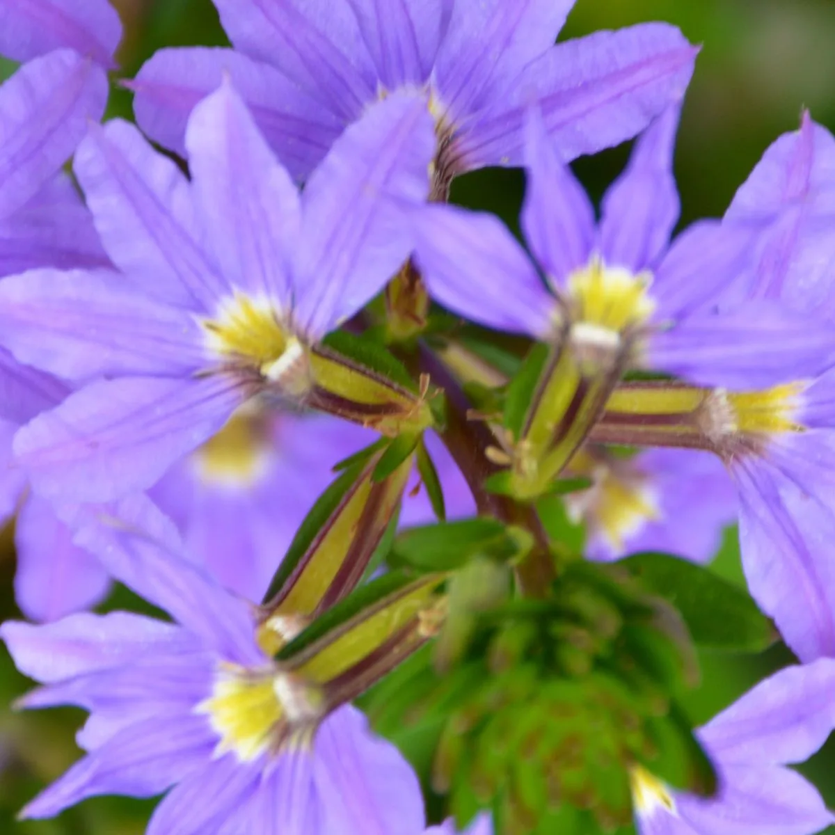purple fan flowers