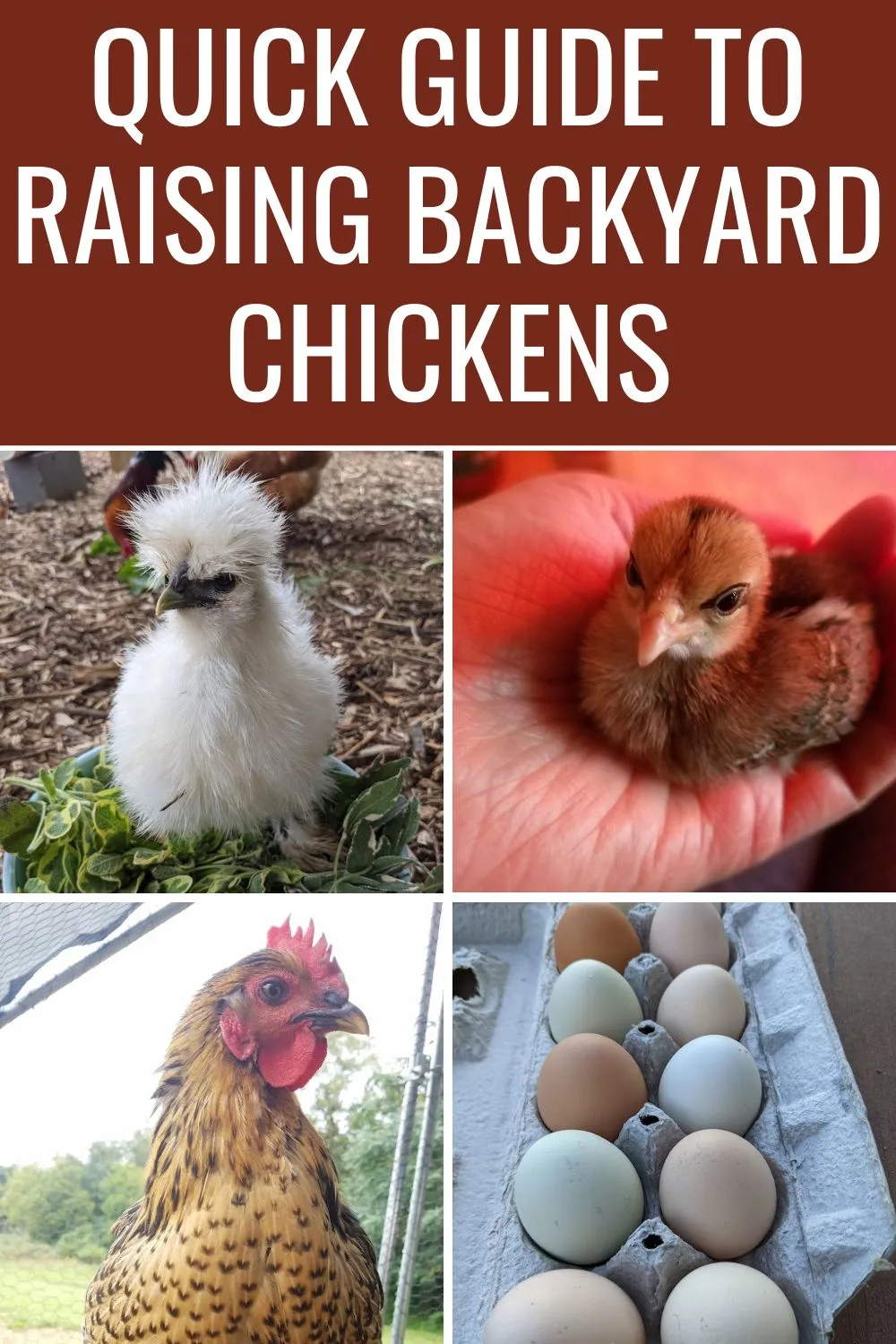 Quick guide to raising backyard chickens