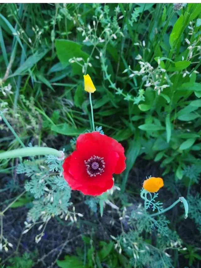 red and yellow poppies