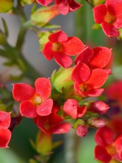 red sedum flowers