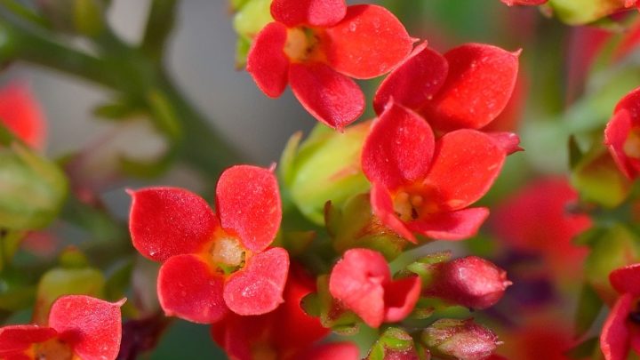 14 Beautiful Flowering Succulent Plants for Your Home or Garden