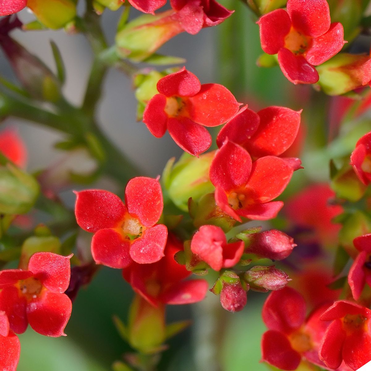 red sedum flowers