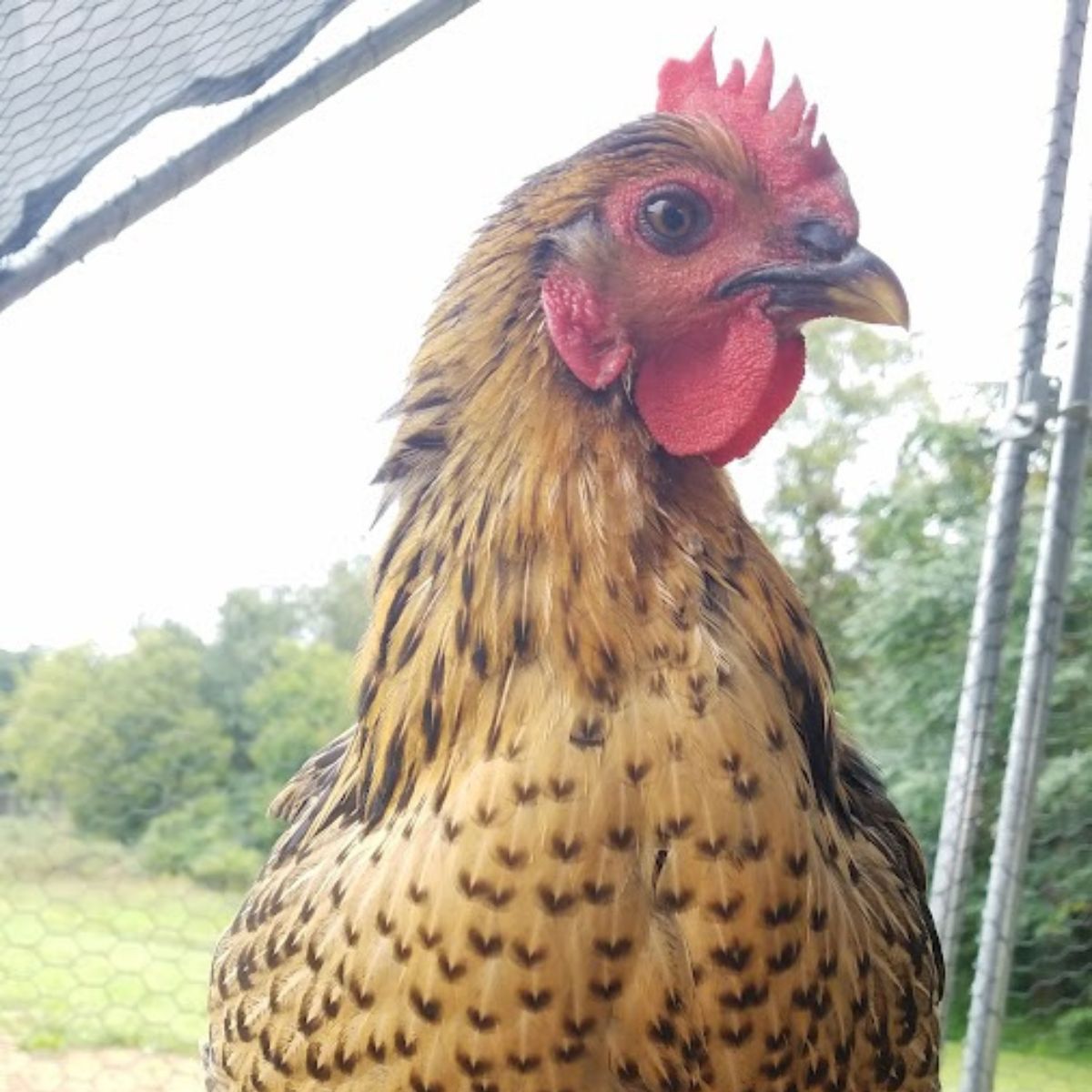 our Ruby showing off her hearts