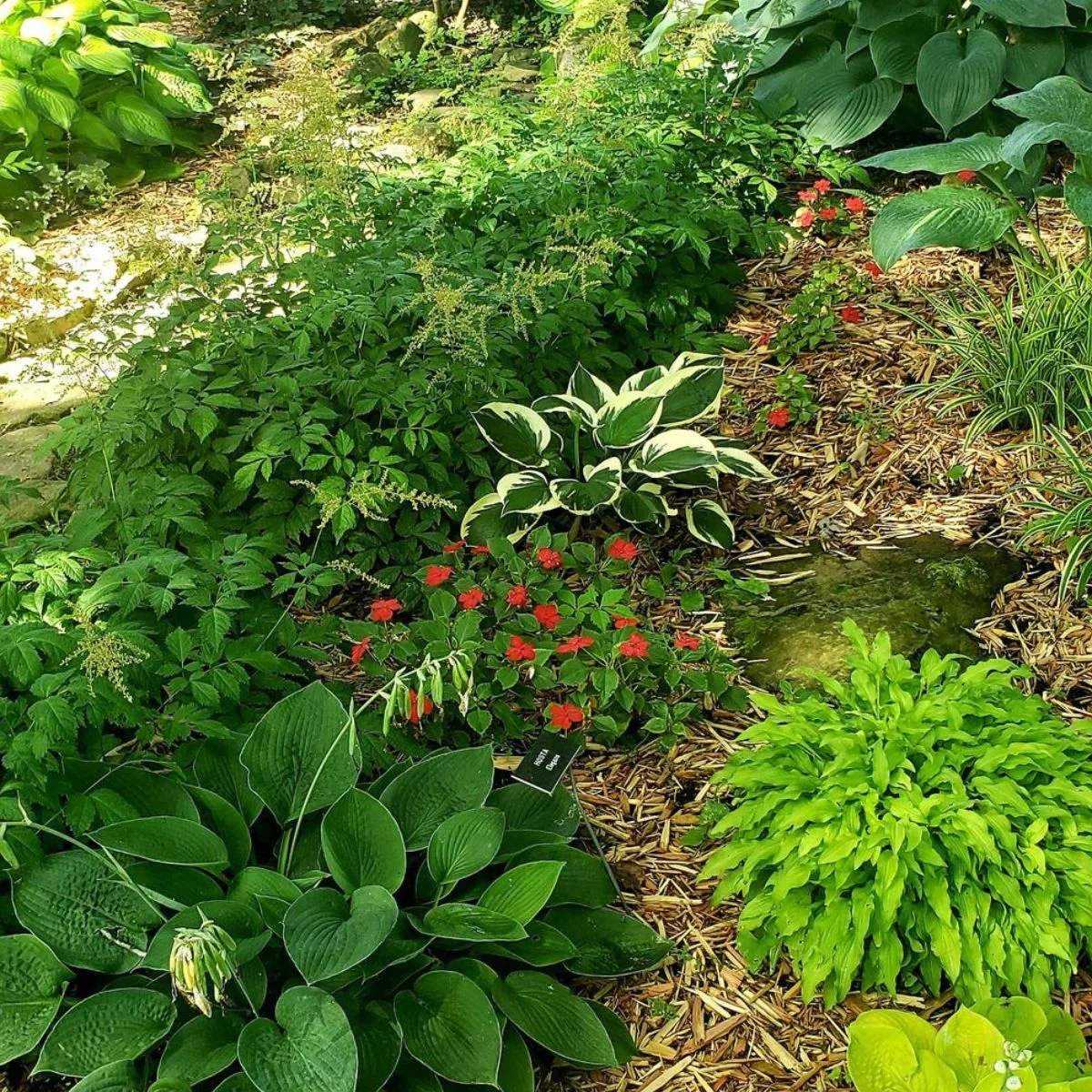 there are plenty of colors and textures in this shade garden