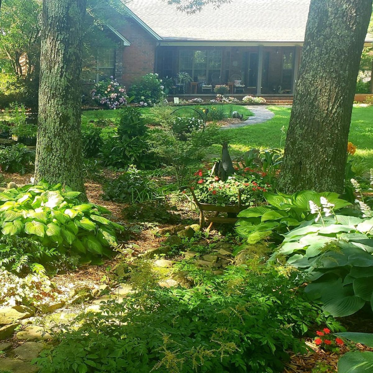 shaded front yard