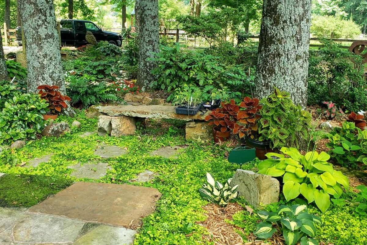 sitting retreat in the shade garden: a stone bench, surrounded by creeping Jenny groundcover and other shade plants