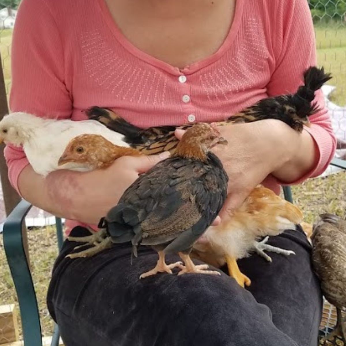 snuggling baby chicks