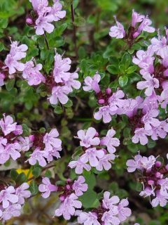 tiny thyme flowers