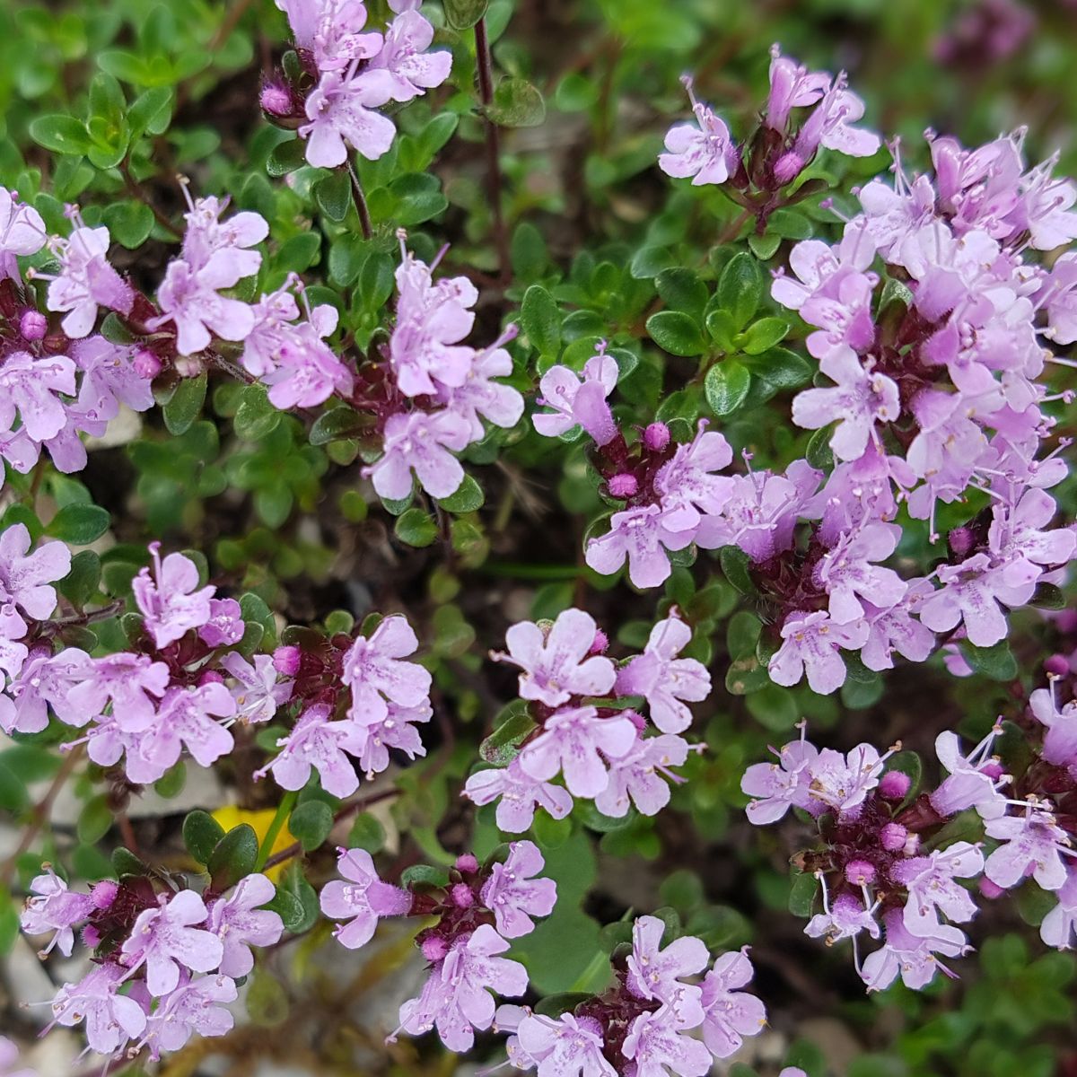 tiny thyme flowers