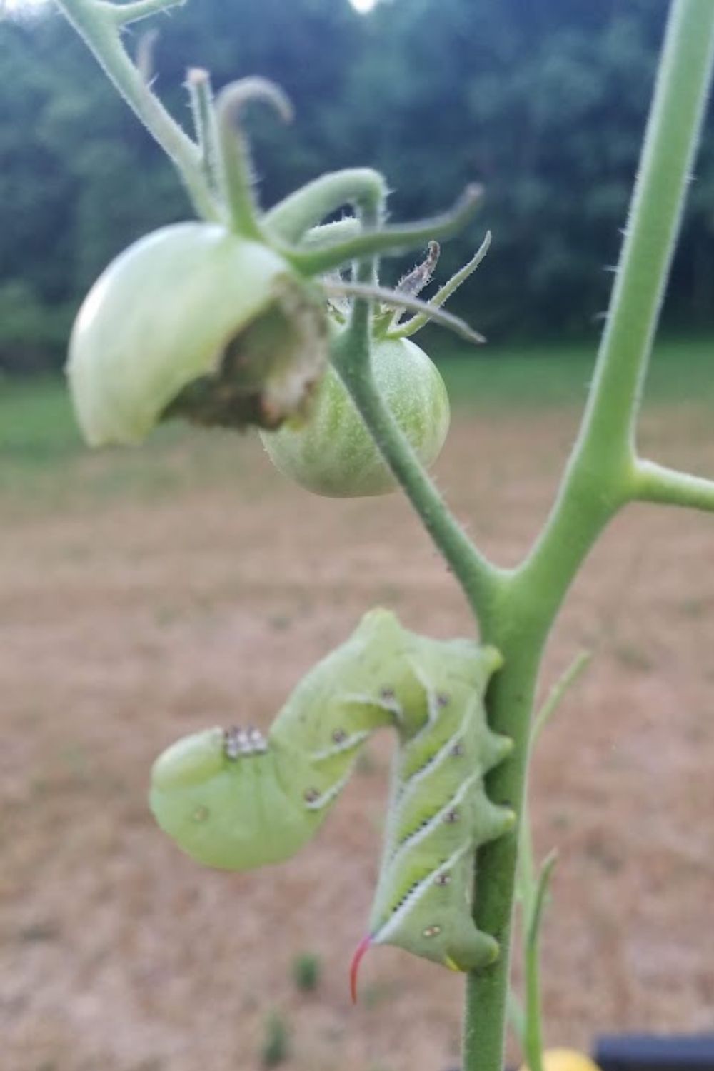 tomato plant decimated by a hornworm