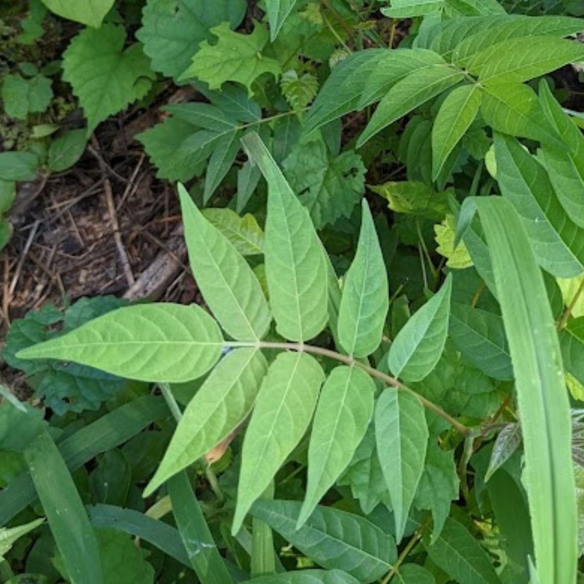 tree of heaven branch