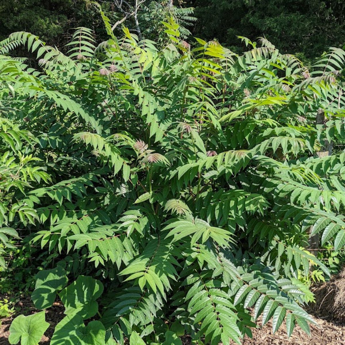 tree of heaven